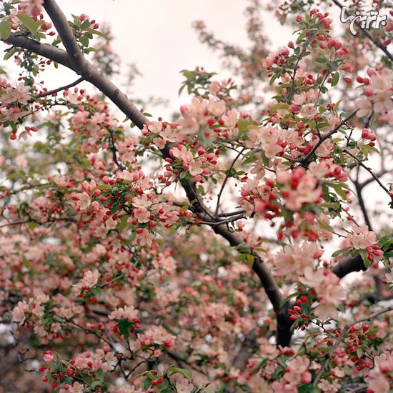 شکوفه های گیلاس در نیویورک (+عکس)