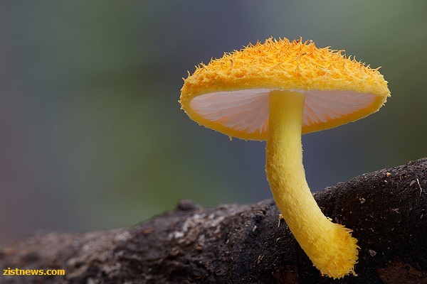 دنیای جادویی قارچ ها(+عکس)