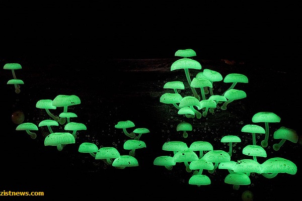 دنیای جادویی قارچ ها(+عکس)