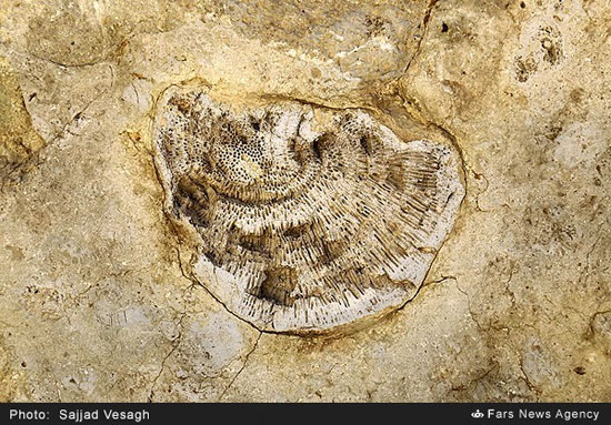 کشف فسیل 20 میلیون ساله در ایران (+عکس)