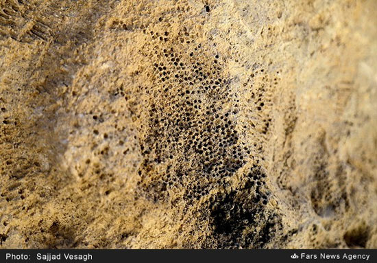 کشف فسیل 20 میلیون ساله در ایران (+عکس)