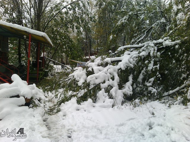 شکسته شدن درختان به دلیل برف سنگین در اردبیل/ عکس کاربران