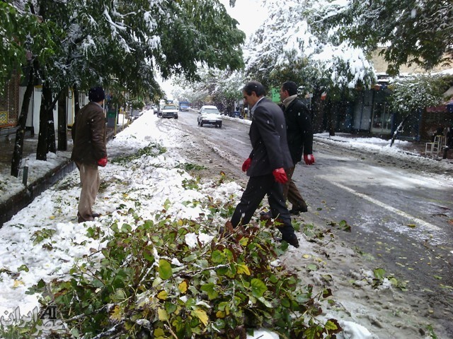 شکسته شدن درختان به دلیل برف سنگین در اردبیل/ عکس کاربران