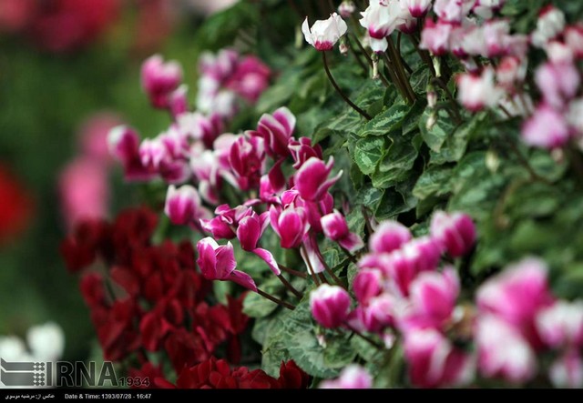 نمایشگاه گل و گیاه تهران (عکس)