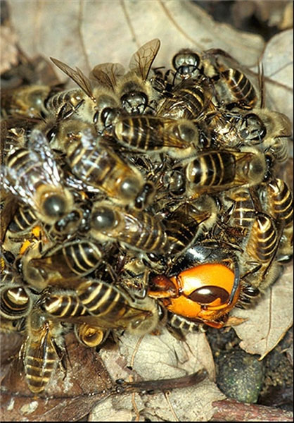 اتحاد دیدنی زنبورهای عسل در حمله (+عکس)