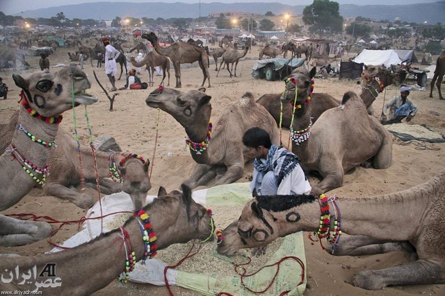 جشنواره شترها در شهر بوشكار هندوستان(عکس)