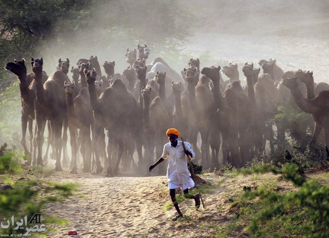 جشنواره شترها در شهر بوشكار هندوستان(عکس)