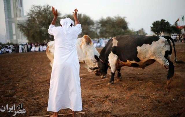 جنگ گاوها در حومه شهر فجیره امارات (عکس)