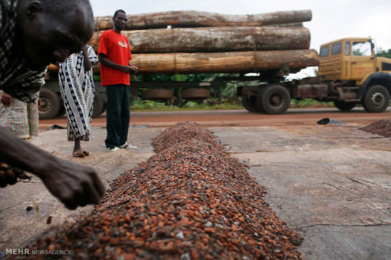 تجارت کاکائو در ساحل عاج (عکس)