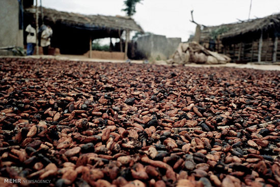 تجارت کاکائو در ساحل عاج (عکس)