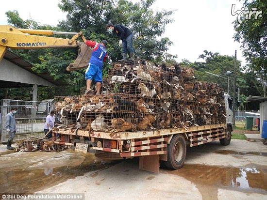 تجارت گوشت سگ در تایلند (+عکس)