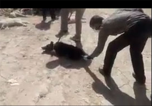 سگ‌کشی با اسید در شیراز!