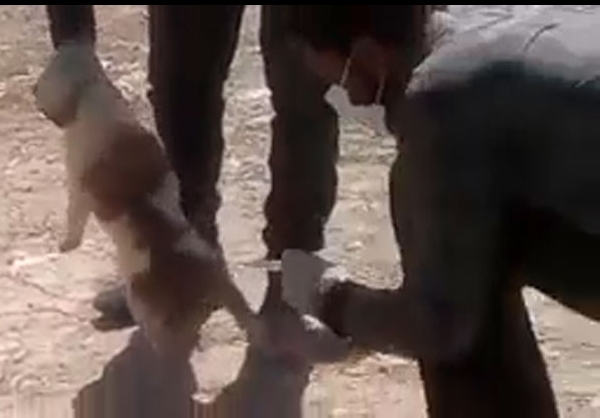 سگ‌کشی با اسید در شیراز!