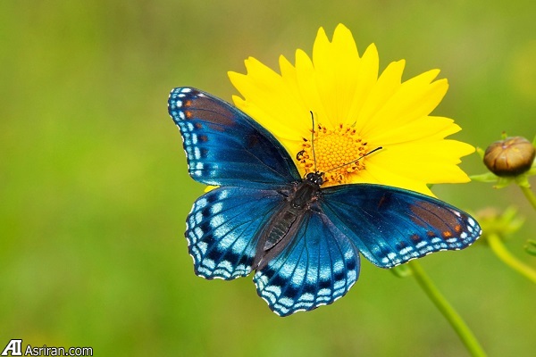 نکاتی برای عکاسی بهتر از پروانه‌ها