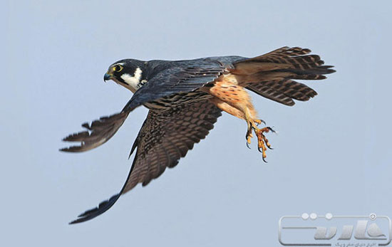 با سریع‌ترین پرندگان زمین آشنا شوید (+عکس)