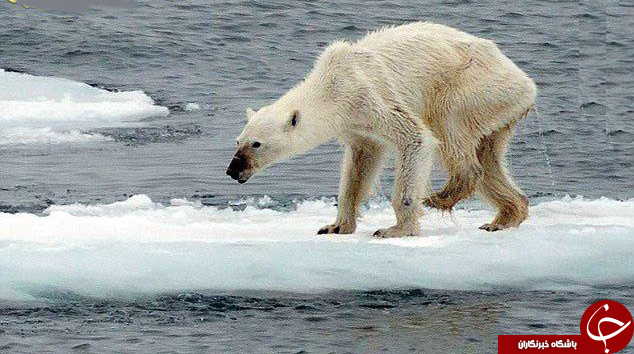 تصویری تکان‌دهنده از یک خرس قطبی