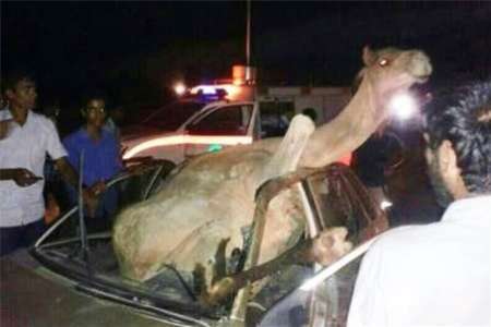 یک کشته در تصادف خودرو با شتر در جاده ایرانشهر