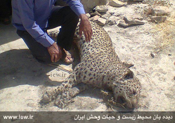 مرگ یک پلنگ ایرانی در فارس