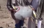 حوثی ها: جنگنده مراکشی را زدیم (+فیلم)