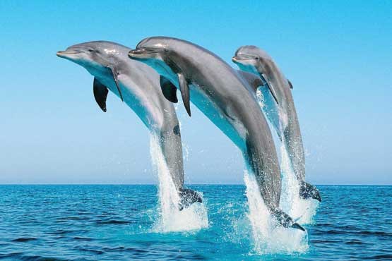 دلفین‌ها هم شبکه‌ اجتماعی دارند