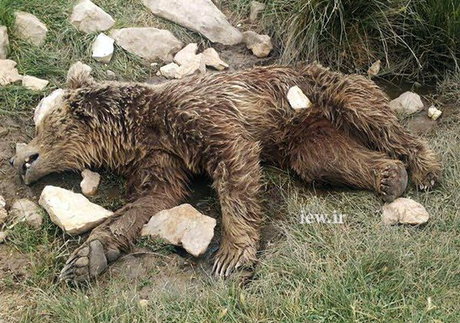 قتل بیرحمانه یک خرس در کرمانشاه