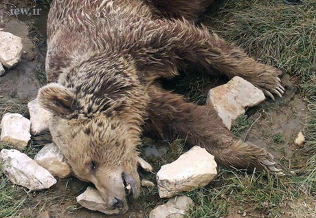 قتل بیرحمانه یک خرس در کرمانشاه