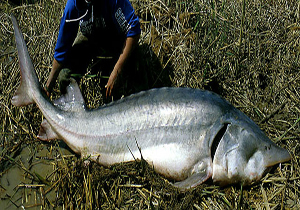 صید فیل ماهی ۸۰ میلیون تومانی از دریای خزر (+عکس)