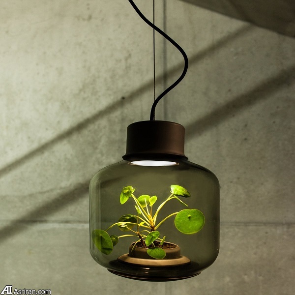 پرورش گیاه در یک لامپ!