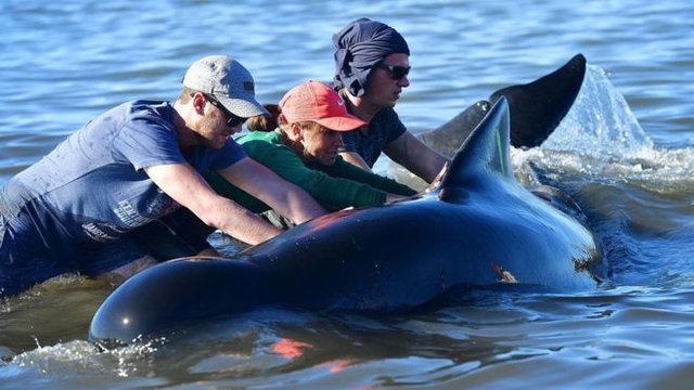 داوطلبان در نیوزیلند ۱۰۰ نهنگ به گل نشسته را نجات دادند