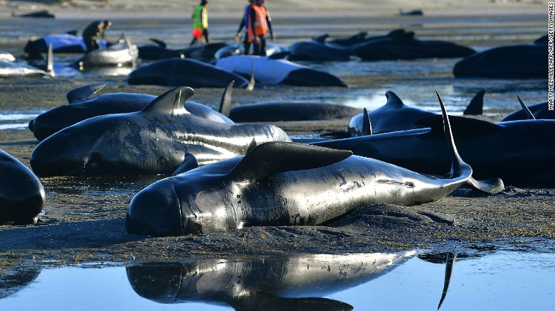 سومین فاجعه مرگبار دریایی/ خودکشی 400 نهنگ ظرف 3 روز در نیوزیلند (+عکس)