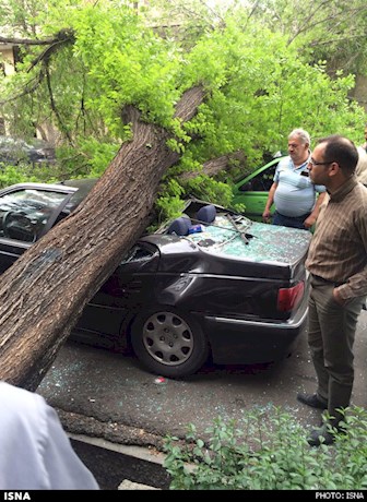مصدوم شدن یک زن براثر سقوط درخت در ساری