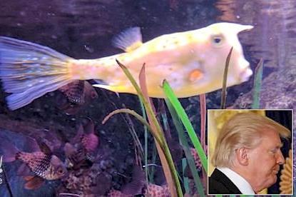 شباهت عجیب یک ماهی به ترامپ (+عکس)