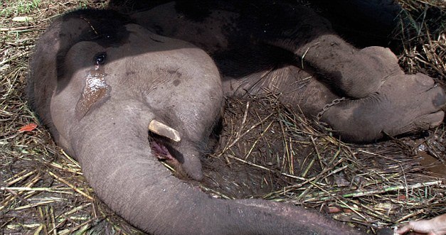 اشک‌های یک فیل قبل از مردن (+عکس)