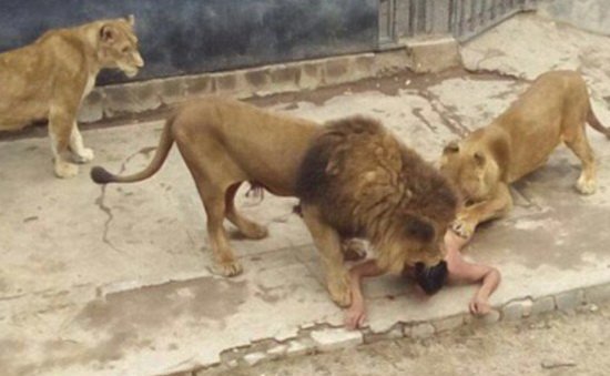 خودکشی مردی در باغ وحش، جان 2 شیر را گرفت!