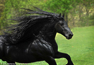 فردریک، زیباترین اسب جهان (+عکس)