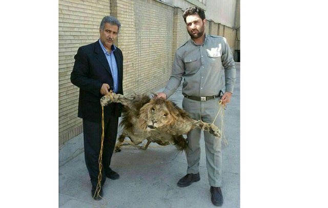 پرونده شیر سلاخی شده در حال پیگیری است/ شیر بومی ایران نیست