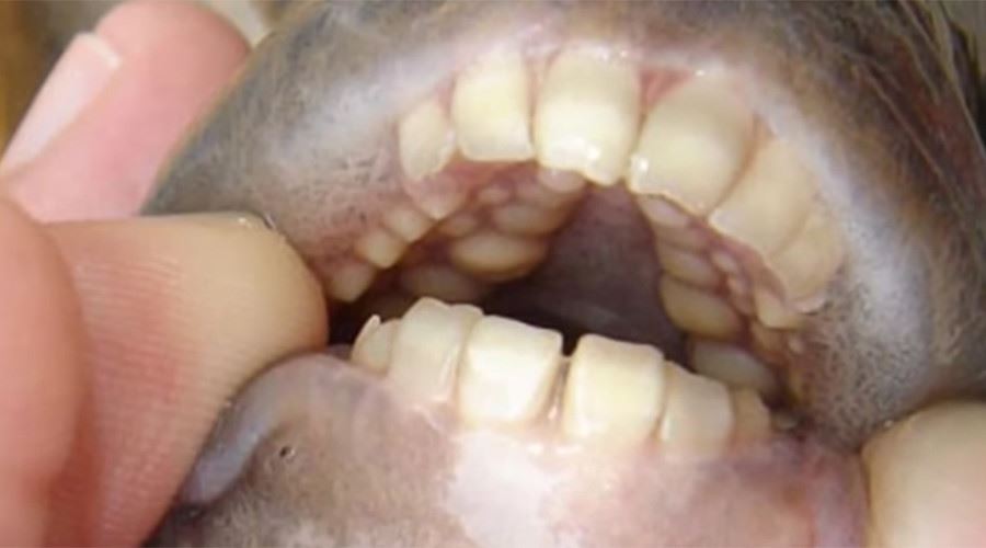 صید گونه‌ای از ماهی با دندان‌هایی شبیه دندان‌های انسان (+ عکس)