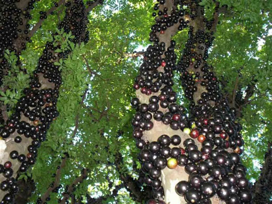 عجیب ترین میوه های جهان (+عکس)