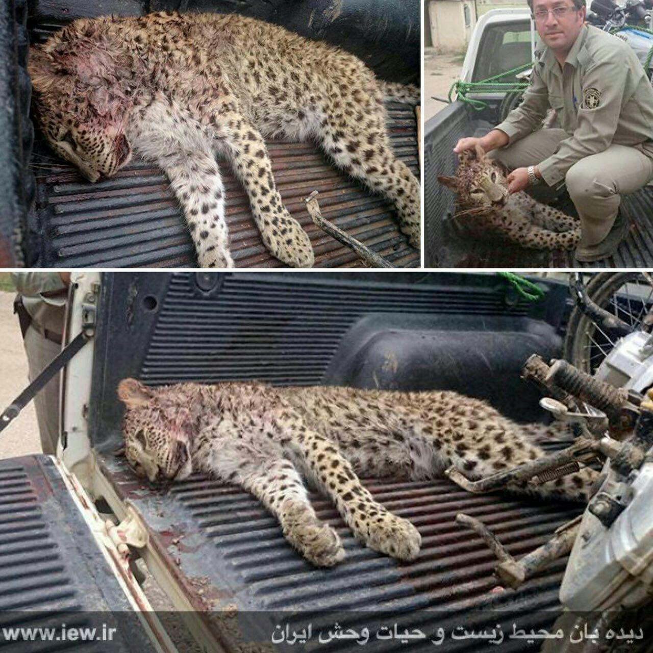 شکارچیان یک توله پلنگ را در مازندران کشتند (+عکس)