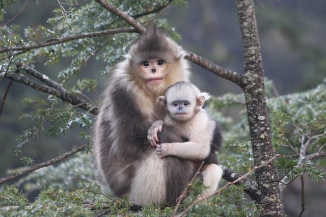 غمگین‌ترین میمون جهان شناسایی شد (+عکس)