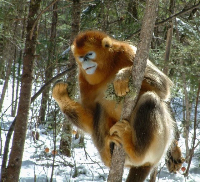 غمگین‌ترین میمون جهان شناسایی شد (+عکس)