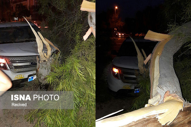 سقوط درخت روی فورد در کیش (+عکس)
