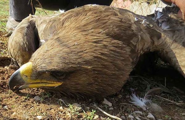 فاجعه مرگ عقاب‌های صحرایی در اراک