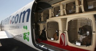 قوانین حمل حیوانات زنده توسط هواپیما