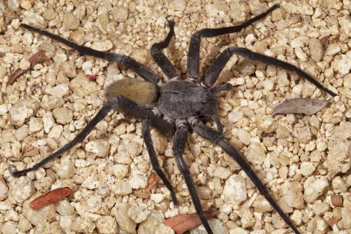 کشف نوع جدیدی از عنکبوت های غول پیکر در معدن های متروکه مکزیک (+عکس)