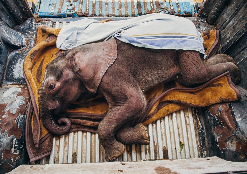 نجات جان یک بچه فیل (عکس)