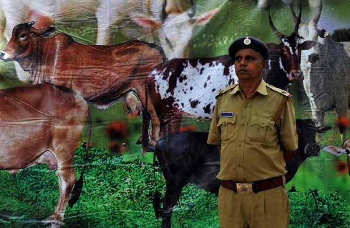 پلیس هند: بازداشت 9 نفر به اتهام ذبح گاو / کشف 300 کیلوگرم گوشت گاو