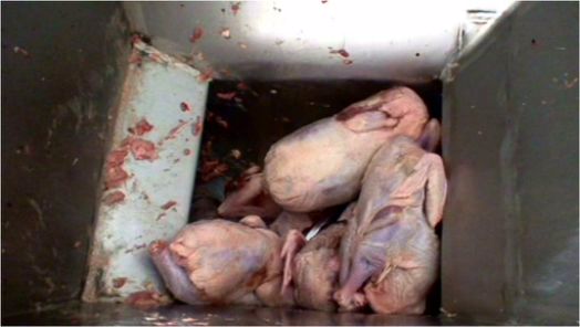 مرغ پیر، از مرغداری تا استفاده در تولید سوسیس و کالباس/سوسیس و کالباس 7 هزار تومانی خوردن ندارد
