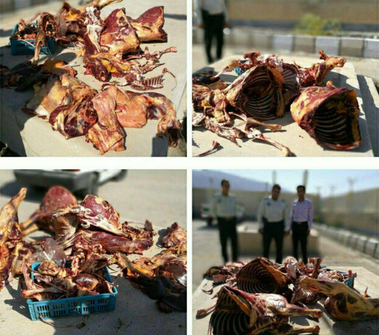 کشف 450 کیلوگرم گوشت الاغ از یک قصابی در فارس