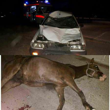 مرگ یک اسب در تصادف با پراید/ 3 نفر مصدوم شدند (+ عکس)